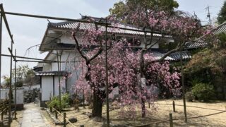 尾道の桜も天然芝も順調に育っています！